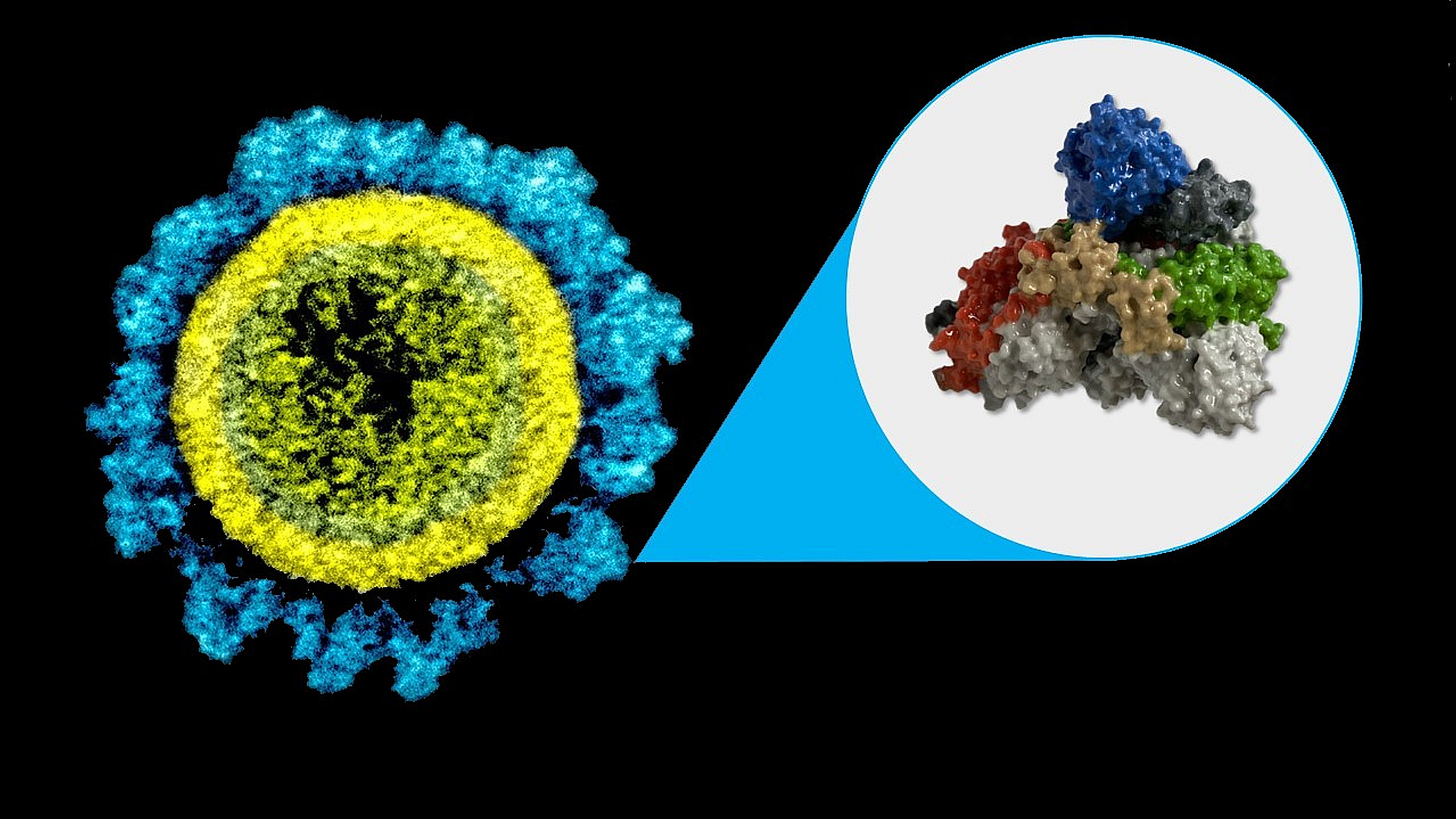 SARS-CoV-2 particle