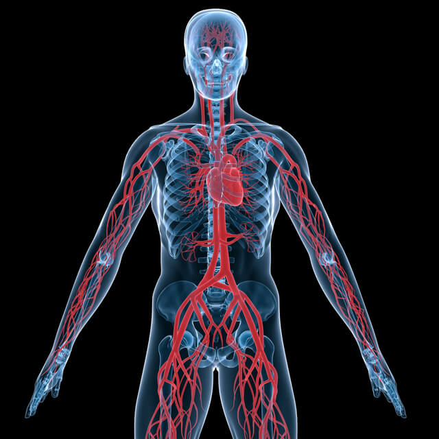 2009 HIF1 may be used to treat patients with poor circulation Featured Slide 12