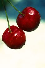 Fresh cherries